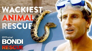 WACKIEST Animal Rescues on Bondi Rescue [upl. by Esojnauj]