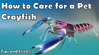 How to Keep Pet Crayfish [upl. by Mall]