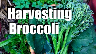 Harvesting Broccoli  When How and TIps for Broccoli Flowers amp Leaves [upl. by Vittorio]