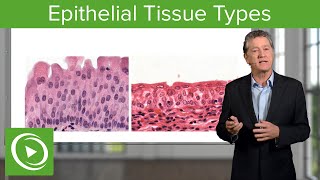 Epithelial Tissue Sections amp Functions – Histology  Lecturio [upl. by Aillil356]