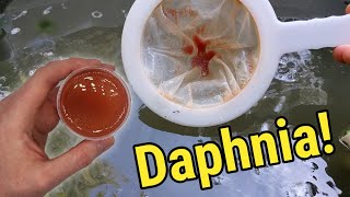 How I Culture Daphnia In Outdoor Tubs [upl. by Yekcin836]