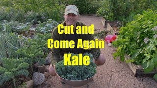 How to Harvest Kale [upl. by Macleod]