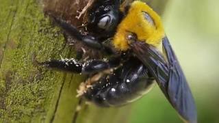 木に穴をあけるクマバチ Xylocopa appendiculata [upl. by Ardnasela]