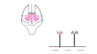 Normal heart sounds [upl. by Zile858]