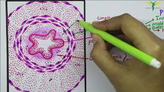 Vestibular glands femaleBartholins GlandsNEET Biology by SP Mam [upl. by Kamerman578]