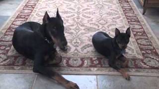 Doberman Puppy and Miniature Pinscher [upl. by Olegnalehcim150]