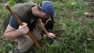 Truffle hunting  a day with an italian truffle hunter [upl. by Talbert]