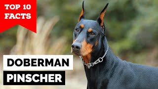 Doberman Pinscher  Top 10 Facts [upl. by Eittap]