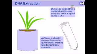 DNA extraction from plants [upl. by Balliett]