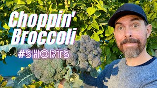 WHEN AND HOW TO HARVEST BROCCOLI  SHORTS [upl. by Zeb]