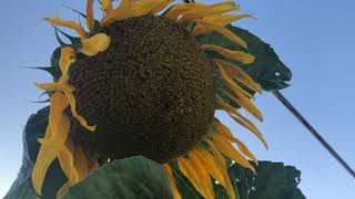 Sunflowers Helianthus Annuus Doesnt Need Fertilizer How to Grow Them From Seed [upl. by Llenol]