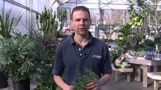 Caring for a Schefflera Plant [upl. by Haliak]