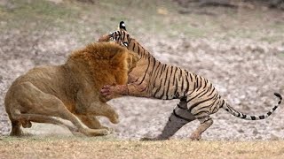 Tiger VS Lion Who would win [upl. by Eiboh]