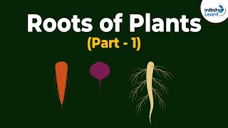 Roots of Plants  Morphology of Flowering Plants  Plant Morphology  Dont Memorise [upl. by Myo]