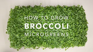 How to Grow Broccoli Microgreens [upl. by Isidor]