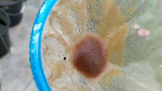 How to culture daphnia moina in a small container Part 1 English Subtitle [upl. by Ameekahs]