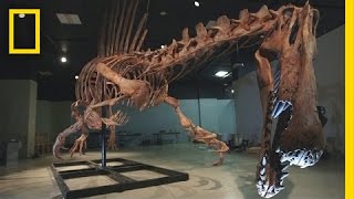 Bigger Than T rex Spinosaurus  National Geographic [upl. by Yoc]