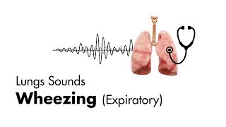 Wheezing expiratory  Lung Sounds  MEDZCOOL [upl. by Nytsirhc750]