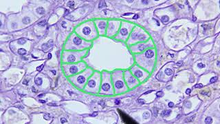 Epithelial Tissue Identification Video [upl. by Ikcaj]