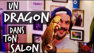 MON PREMIER LEZARD  UN DRAGON DANS TON SALON  TOOPET [upl. by Croner977]