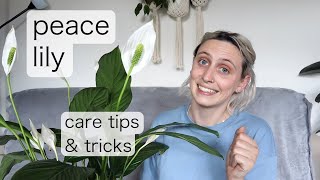 PEACE LILY CARE  Spathiphyllum Care Tips amp Tricks [upl. by Notsuj678]