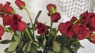 How To Revive Wilted Roses Time Lapse [upl. by Gninnahc621]