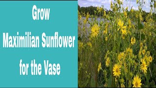 Maximilian Sunflower Growing Guide amp Pinching Tips  Drought Tolerant Perennial Cut Flower  Ep 51 [upl. by Nedyah]