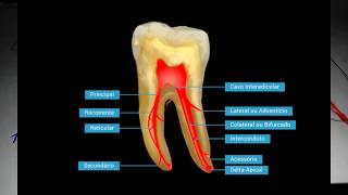 Endodontia Anatomia interna e cirurgia de acesso [upl. by Ahsikan]