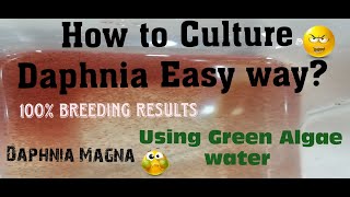 Daphnia MagnaHow to Culture Daphnia Easy wayCulturing Daphnia using Green water Daphnia [upl. by Buell684]