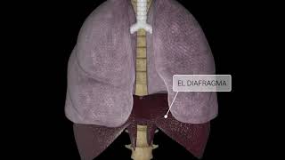 El proceso de respiración [upl. by Farlie]