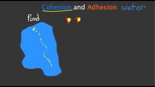 Cohesion and Adhesion [upl. by Janifer211]