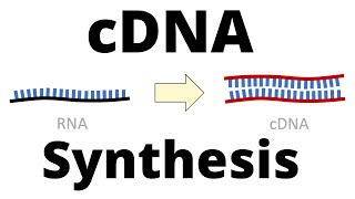 cDNA Synthesis Protocol by Reverse Transcription [upl. by Koa]