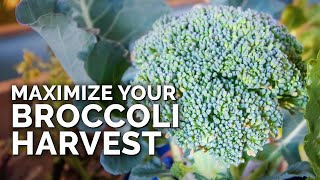 5 MUSTFOLLOW Tips for Harvesting Broccoli [upl. by Yrocaj991]