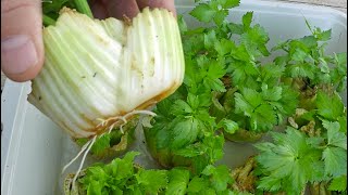 The Absolute Easiest Way To Regrow Celery From Store Bought Stalks [upl. by Narmi]