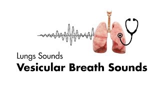 Vesicular Breath Sounds  Normal Lung Sounds  MEDZCOOL [upl. by Jermayne898]