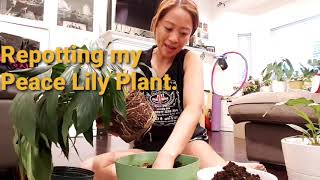 How do I revive my Peace Lily plant [upl. by Le615]