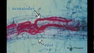 Understanding Root Lesion Nematodes [upl. by Hali]