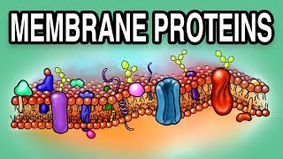 MEMBRANE PROTEINS  Types and Functions [upl. by Tija]