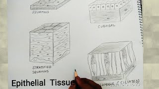 how to draw epithelial tissues [upl. by Niarb]