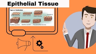 Epithelial Tissue for beginners [upl. by Swanhildas]