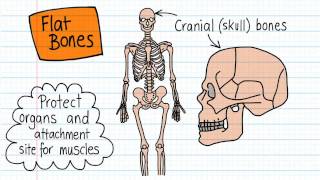 Bone Shapes  Drawn and Defined [upl. by Annaliese]