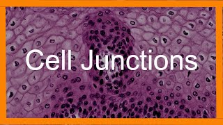 Epithelial Cell Junctions [upl. by Lacim]