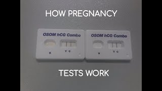 How Does a Urine amp Serum Pregnancy Test Work OSOM hCG Combo [upl. by Paik]