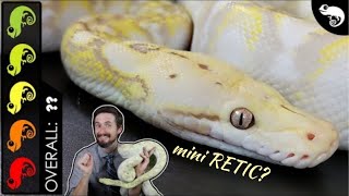 Super Dwarf Reticulated Python The Best Pet Snake [upl. by Llenrag]