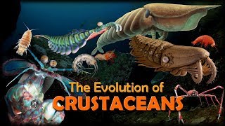 The Evolution of Crustaceans 🦐🦀 [upl. by Bina]