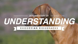 UNDERSTANDING RHODESIAN RIDGEBACKS [upl. by Jelena]