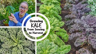 Growing Kale from Sowing to Harvest [upl. by Yrram]