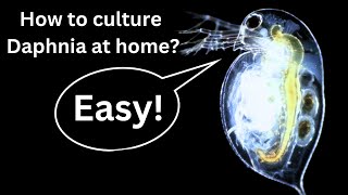 BEST Live Fish Food Beginner guide How to Culture Daphnia at home [upl. by Gnik]