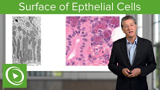 Epithelial Cells Surface amp Infoldings – Histology  Lecturio [upl. by Portia]