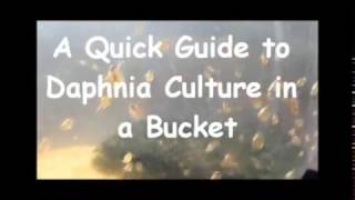 How to culture daphnia outside [upl. by Yzzik494]